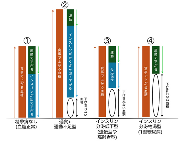 血糖値を変動させる要素の説明グラフ