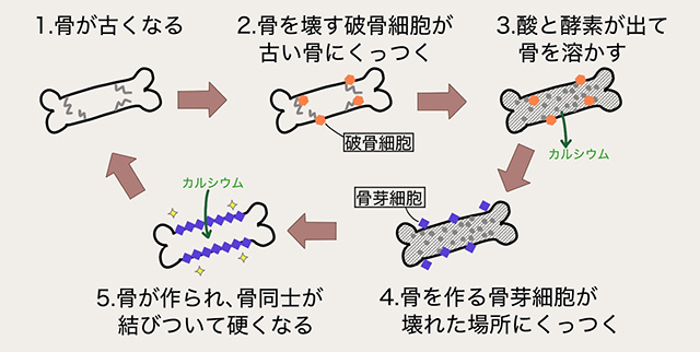 骨の仕組み