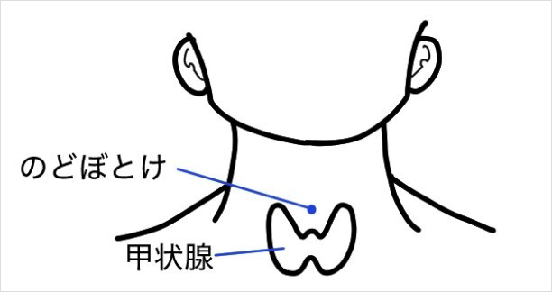 甲状腺イラスト